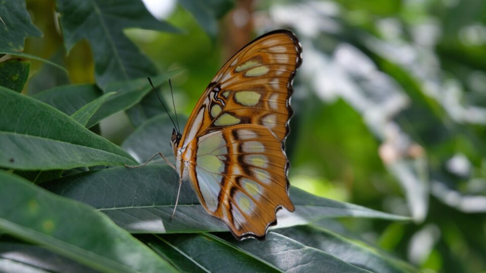 Nicaragua