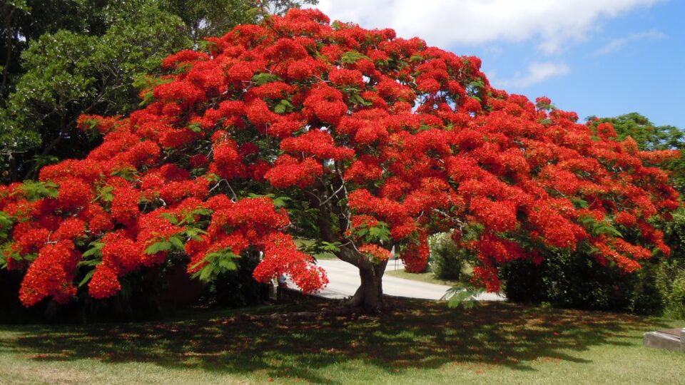 Bermuda