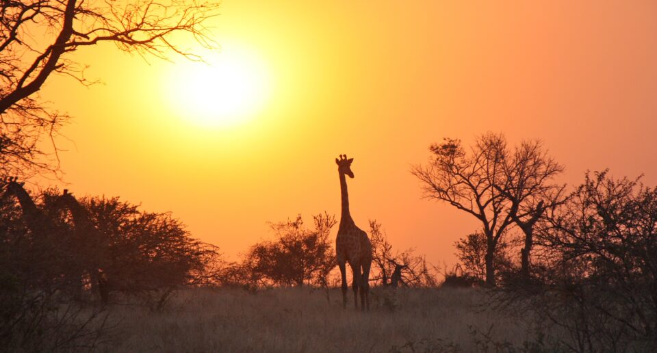 Zambia