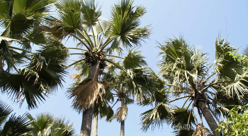 Gambia