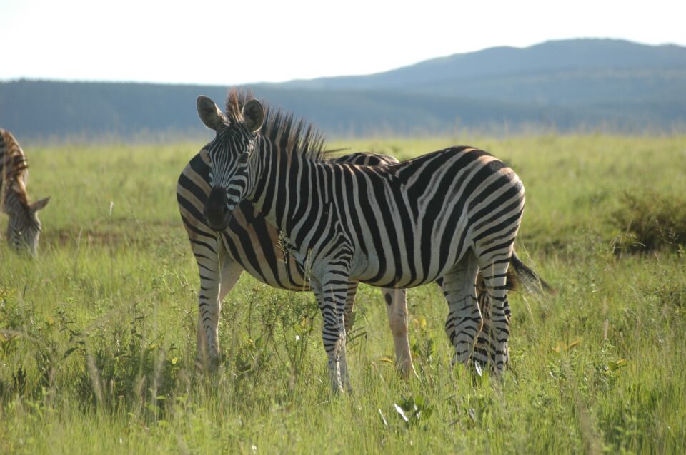 Swaziland
