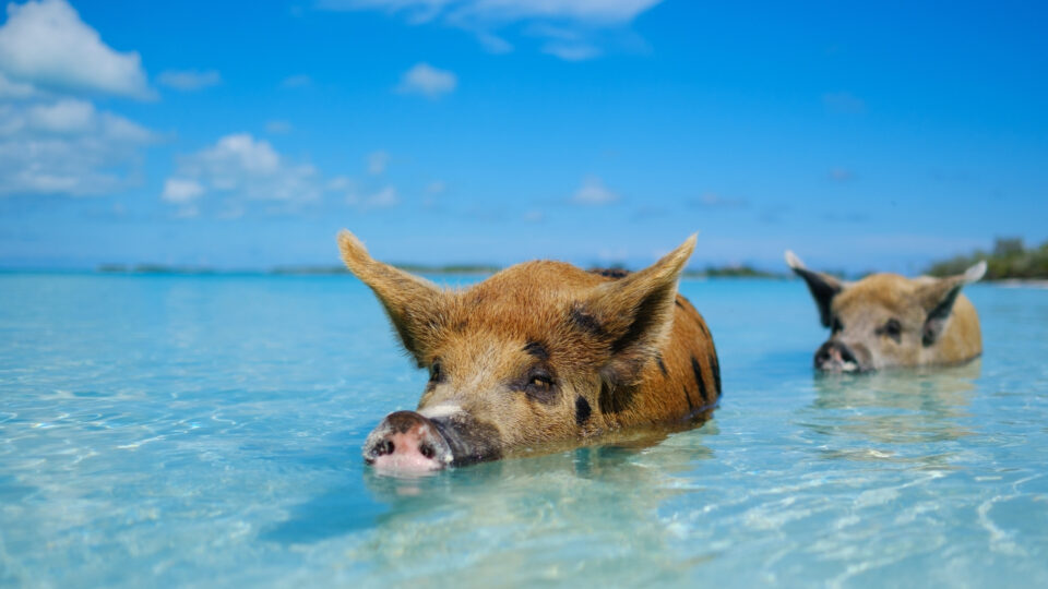 Bahamas