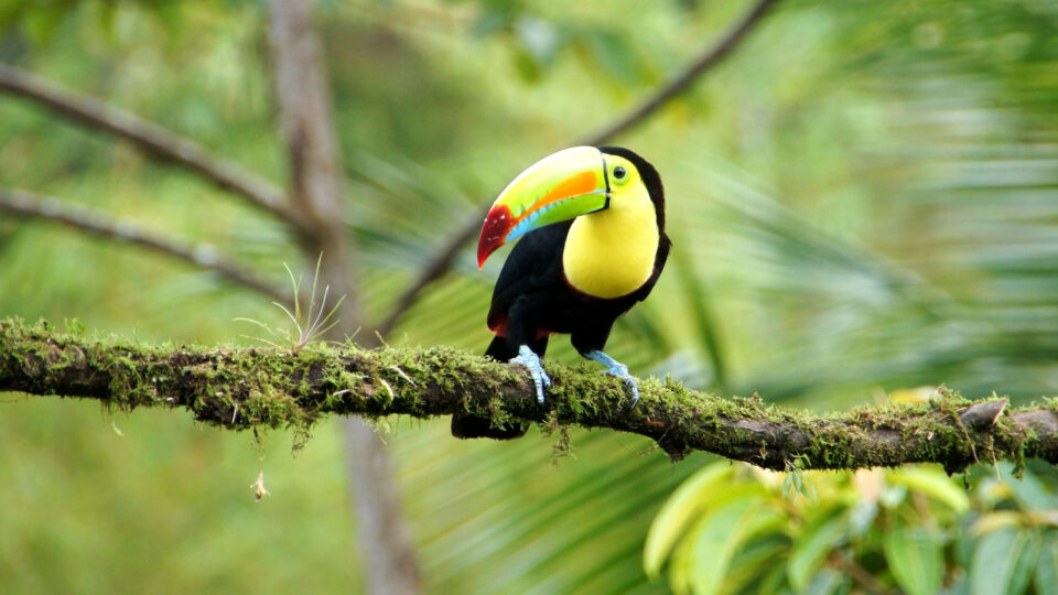 Belize