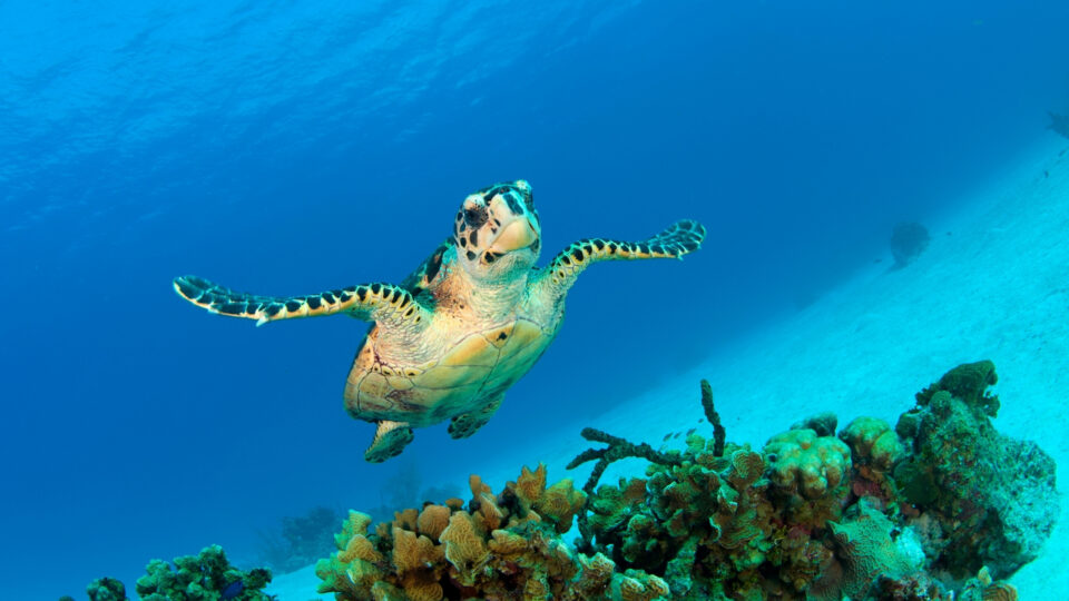 Caymanöarna