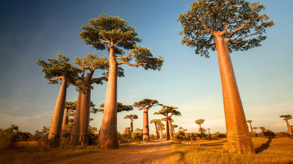 Madagaskar