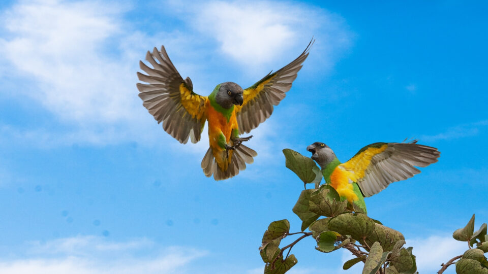 Senegal