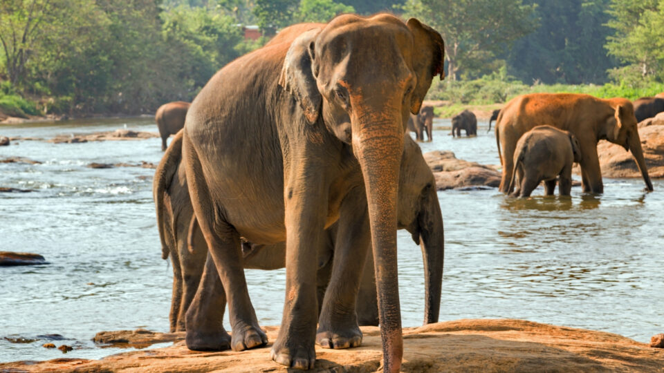 Sri Lanka