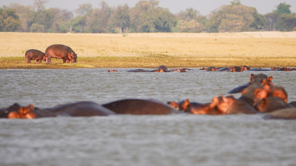 Zambia